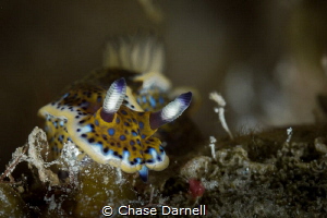 "On the Move"
A Sea Goddess in Little Cayman. by Chase Darnell 